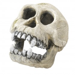 Skull Schimpanse 16cm