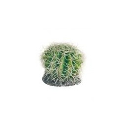 Terrarienpflanze Kaktus S