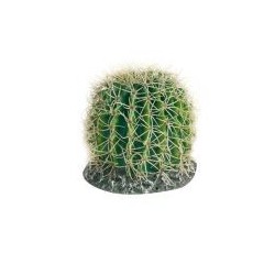 Terrarienpflanze Kaktus M